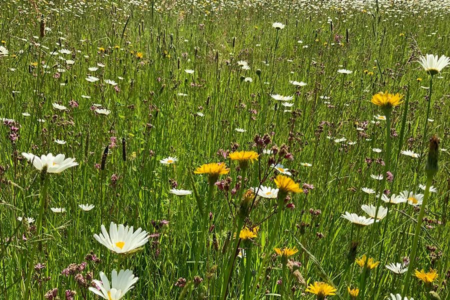 Wildblumenwiese nachher