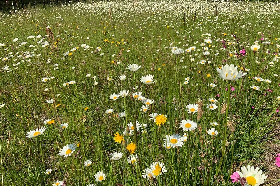 Wildblumenwiese